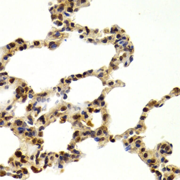 Immunohistochemistry - Anti-SUMO2 Antibody (A2486) - Antibodies.com