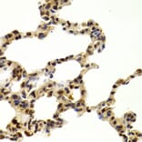 Immunohistochemistry - Anti-SUMO2 Antibody (A2486) - Antibodies.com