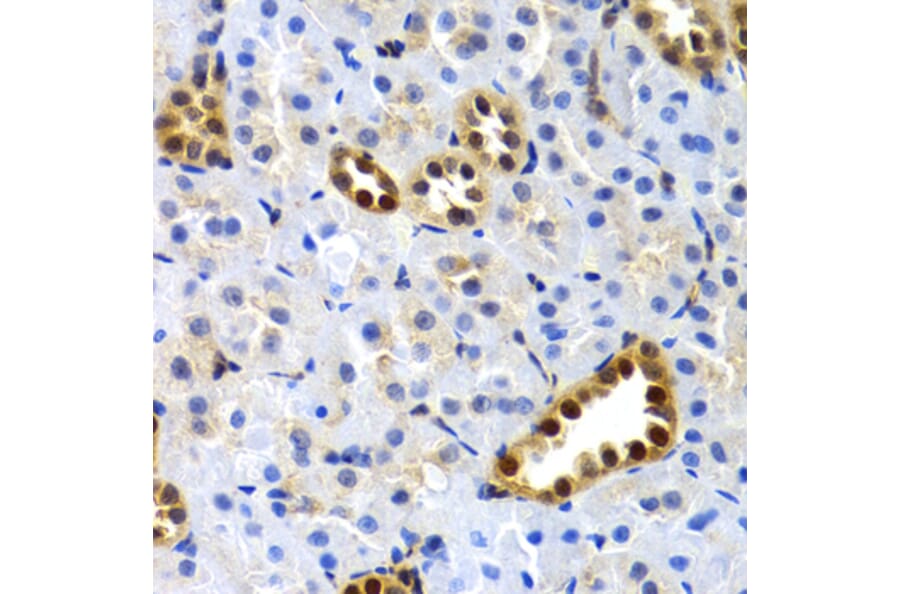 Immunohistochemistry - Anti-SUMO2 Antibody (A2486) - Antibodies.com