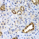 Immunohistochemistry - Anti-SUMO2 Antibody (A2486) - Antibodies.com