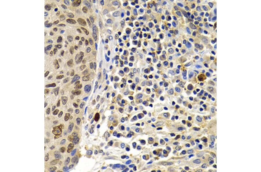 Immunohistochemistry - Anti-SUMO2 Antibody (A2486) - Antibodies.com