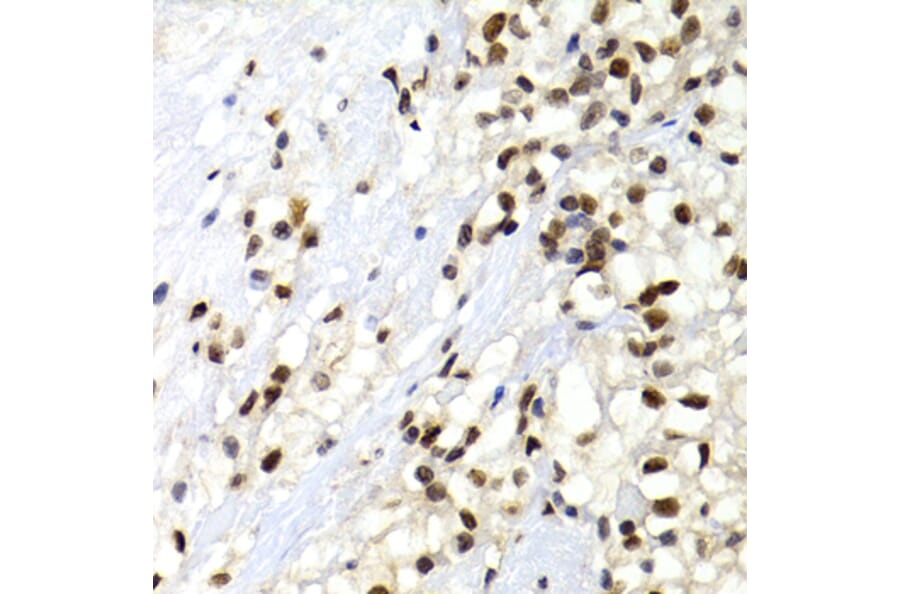 Immunohistochemistry - Anti-SUMO2 Antibody (A2486) - Antibodies.com