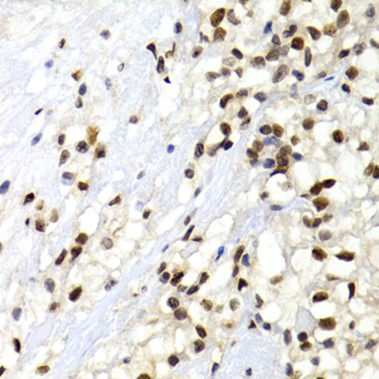 Immunohistochemistry - Anti-SUMO2 Antibody (A2486) - Antibodies.com