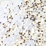 Immunohistochemistry - Anti-SUMO2 Antibody (A2486) - Antibodies.com
