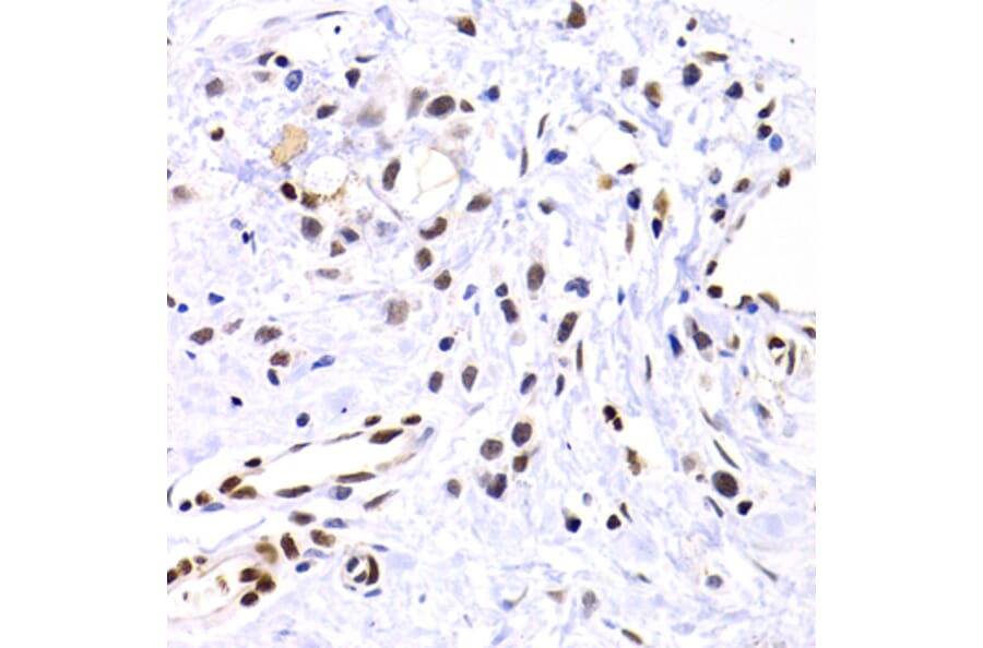 Immunohistochemistry - Anti-SUMO2 Antibody (A2486) - Antibodies.com