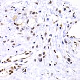 Immunohistochemistry - Anti-SUMO2 Antibody (A2486) - Antibodies.com