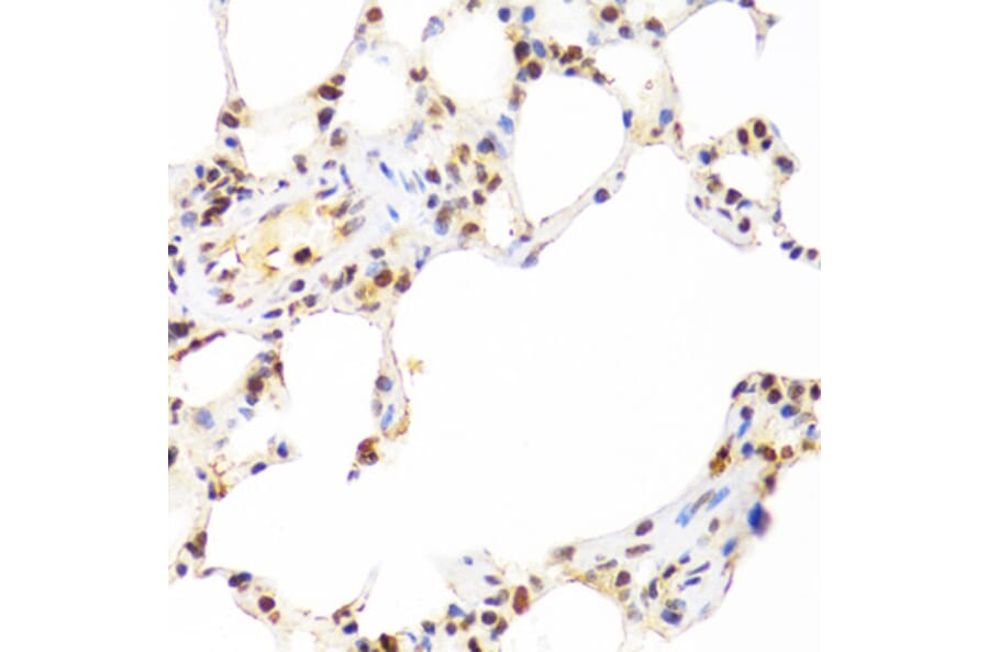 Immunohistochemistry - Anti-SUMO2 Antibody (A2486) - Antibodies.com