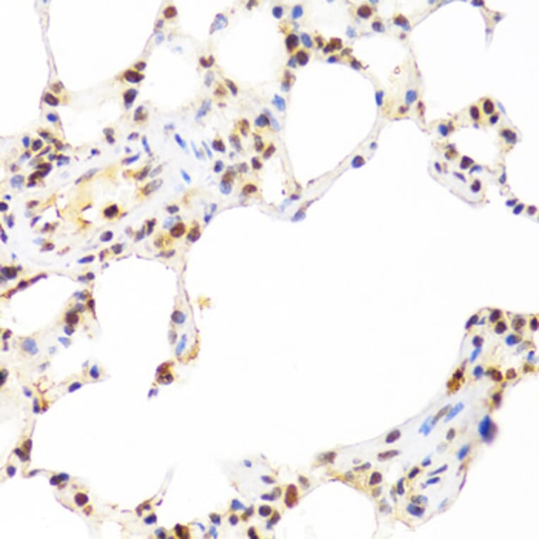 Immunohistochemistry - Anti-SUMO2 Antibody (A2486) - Antibodies.com