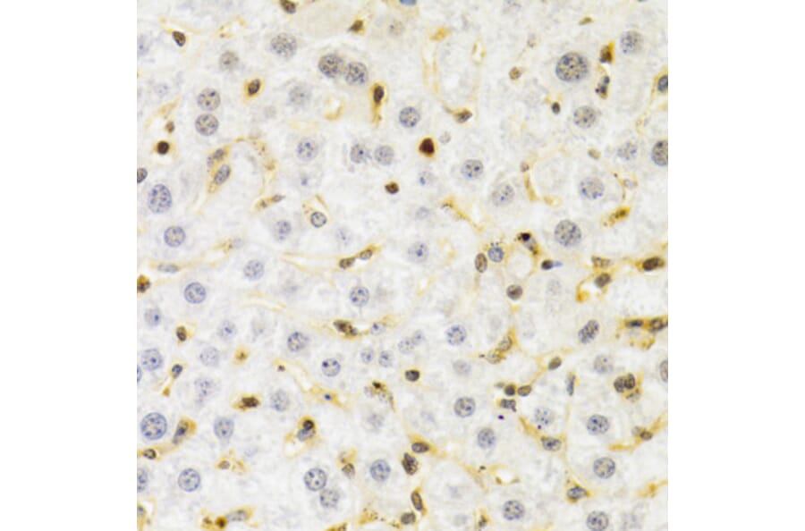 Immunohistochemistry - Anti-SUMO2 Antibody (A2486) - Antibodies.com