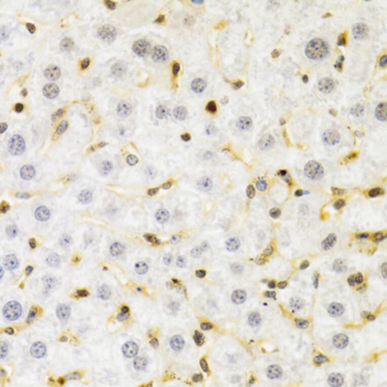 Immunohistochemistry - Anti-SUMO2 Antibody (A2486) - Antibodies.com