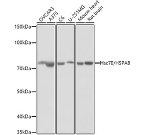 Western Blot - Anti-Hsc70 Antibody (A14001) - Antibodies.com