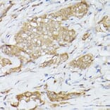 Immunohistochemistry - Anti-Hsc70 Antibody (A14001) - Antibodies.com