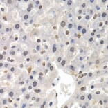Immunohistochemistry - Anti-GTF2F1 Antibody (A2489) - Antibodies.com