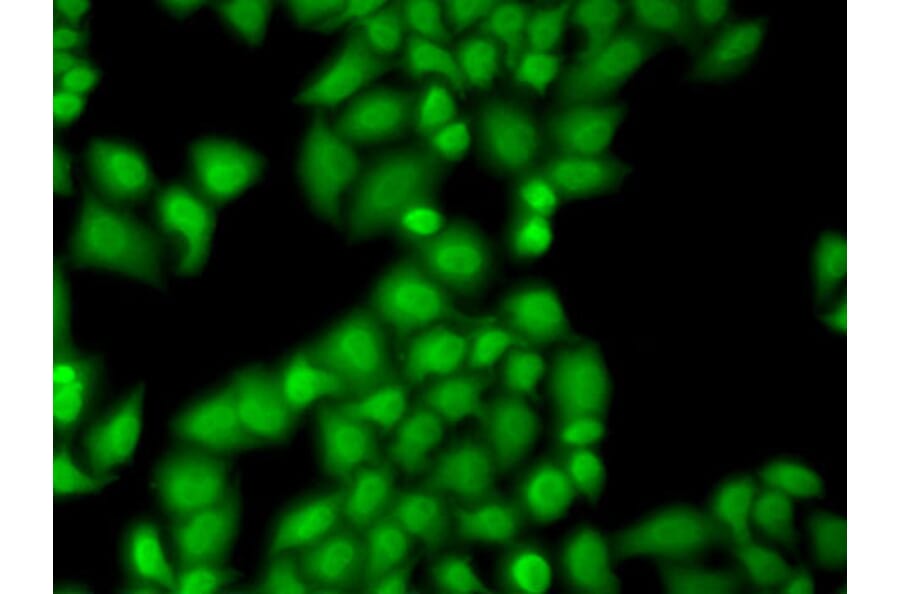 Immunofluorescence - Anti-GTF2F1 Antibody (A2489) - Antibodies.com