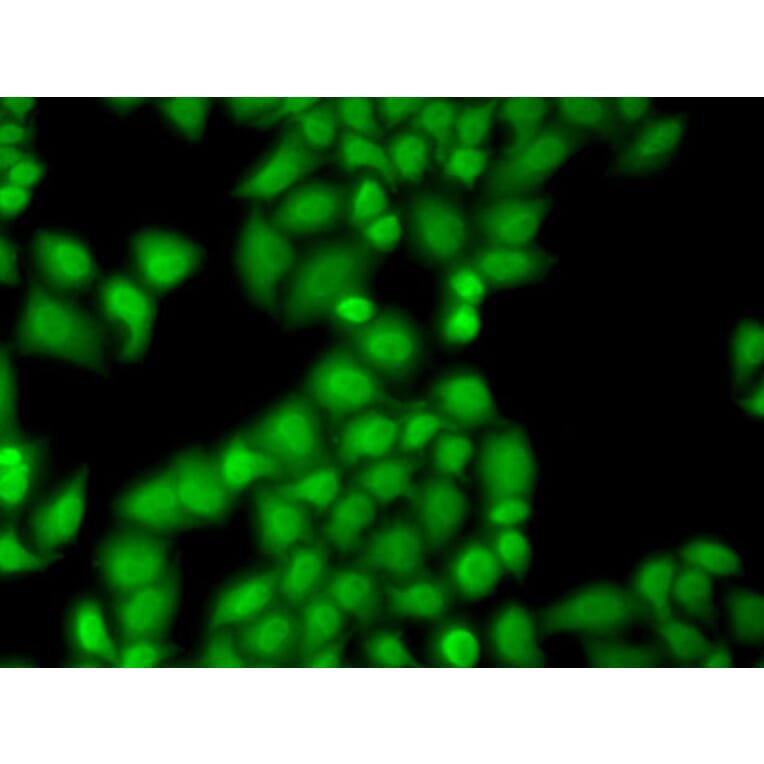 Immunofluorescence - Anti-GTF2F1 Antibody (A2489) - Antibodies.com