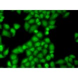 Immunofluorescence - Anti-GTF2F1 Antibody (A2489) - Antibodies.com