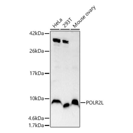 Western Blot - Anti-POLR2L Antibody (A14004) - Antibodies.com