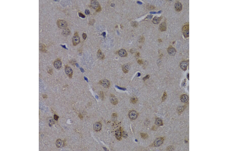 Immunohistochemistry - Anti-POLR2L Antibody (A14004) - Antibodies.com
