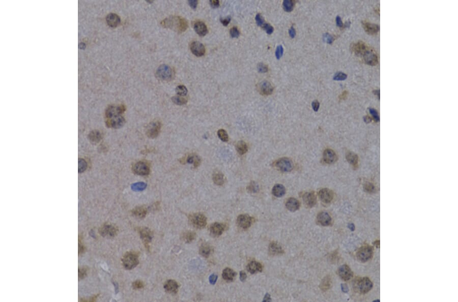 Immunohistochemistry - Anti-POLR2L Antibody (A14004) - Antibodies.com