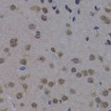 Immunohistochemistry - Anti-POLR2L Antibody (A14004) - Antibodies.com