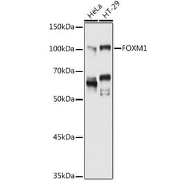 Western Blot - Anti-FOXM1 Antibody (A14006) - Antibodies.com