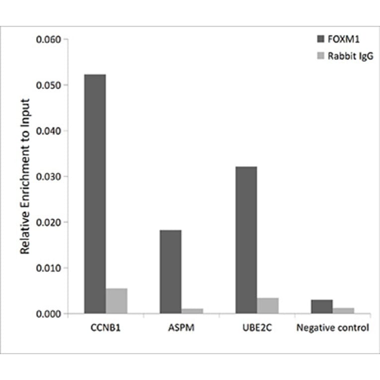 Chromatin Immunoprecipitation - Anti-FOXM1 Antibody (A14006) - Antibodies.com
