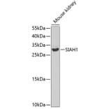 Western Blot - Anti-SIAH1 Antibody (A14007) - Antibodies.com