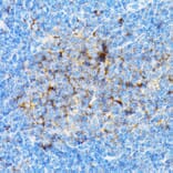 Immunohistochemistry - Anti-SIAH1 Antibody (A14007) - Antibodies.com