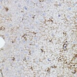 Immunohistochemistry - Anti-Choline Acetyltransferase Antibody (A14008) - Antibodies.com