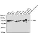 Western Blot - Anti-Leukotriene A4 hydrolase/LTA4H Antibody (A14014) - Antibodies.com