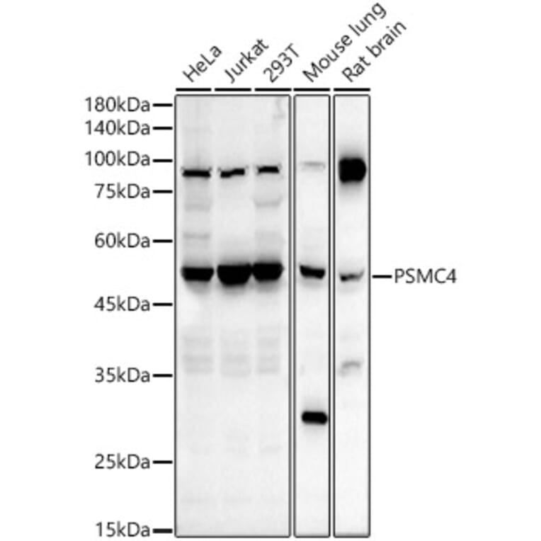 Western Blot - Anti-Tbp7 Antibody (A14016) - Antibodies.com