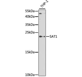 Western Blot - Anti-SAT1 Antibody (A14017) - Antibodies.com