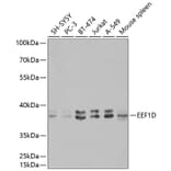 Western Blot - Anti-EEF1D Antibody (A14019) - Antibodies.com