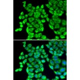 Immunofluorescence - Anti-EEF1D Antibody (A14019) - Antibodies.com