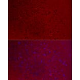 Immunofluorescence - Anti-GNAO1 Antibody (A14020) - Antibodies.com