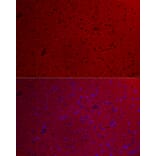 Immunofluorescence - Anti-GNAO1 Antibody (A14020) - Antibodies.com