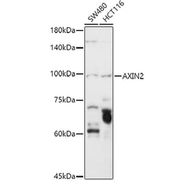 Western Blot - Anti-Axin 2 Antibody (A14022) - Antibodies.com