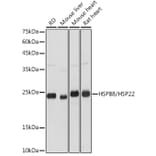Western Blot - Anti-Hsp22/HSPB8 Antibody (A14023) - Antibodies.com