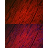 Immunofluorescence - Anti-Hsp22/HSPB8 Antibody (A14023) - Antibodies.com