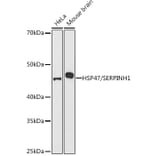 Western Blot - Anti-Hsp47 Antibody (A14026) - Antibodies.com