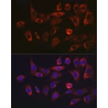 Immunofluorescence - Anti-Hsp47 Antibody (A14026) - Antibodies.com