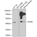 Western Blot - Anti-Ephrin B1 Antibody (A14027) - Antibodies.com