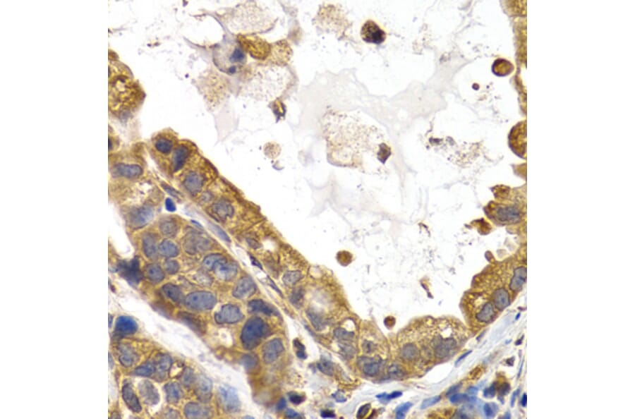 Immunohistochemistry - Anti-Glycogen synthase 1/GYS1 Antibody (A14028) - Antibodies.com