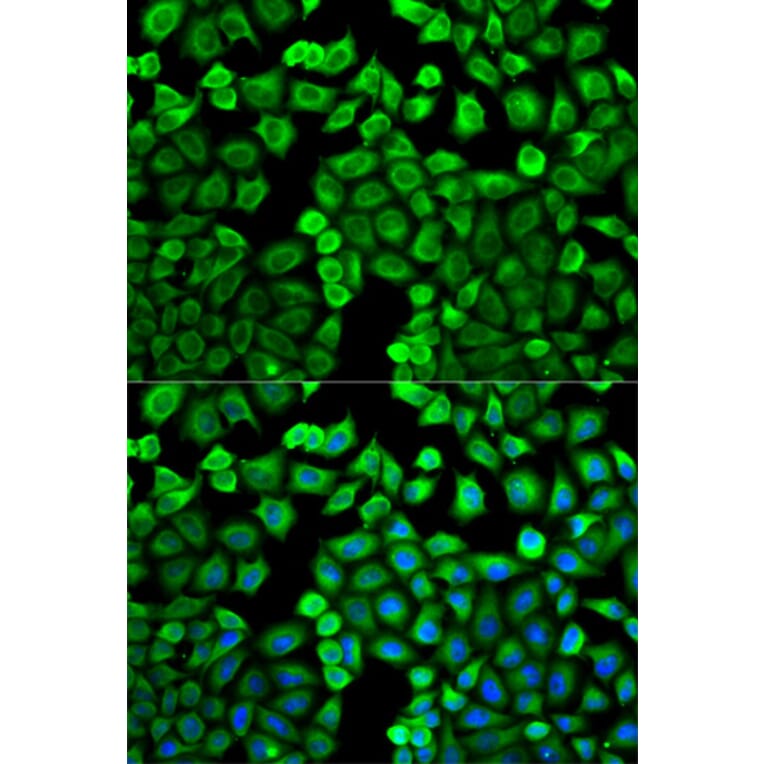 Immunofluorescence - Anti-HMT Antibody (A14029) - Antibodies.com