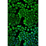 Immunofluorescence - Anti-HMT Antibody (A14029) - Antibodies.com