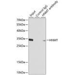 Western Blot - Anti-HMT Antibody (A14029) - Antibodies.com