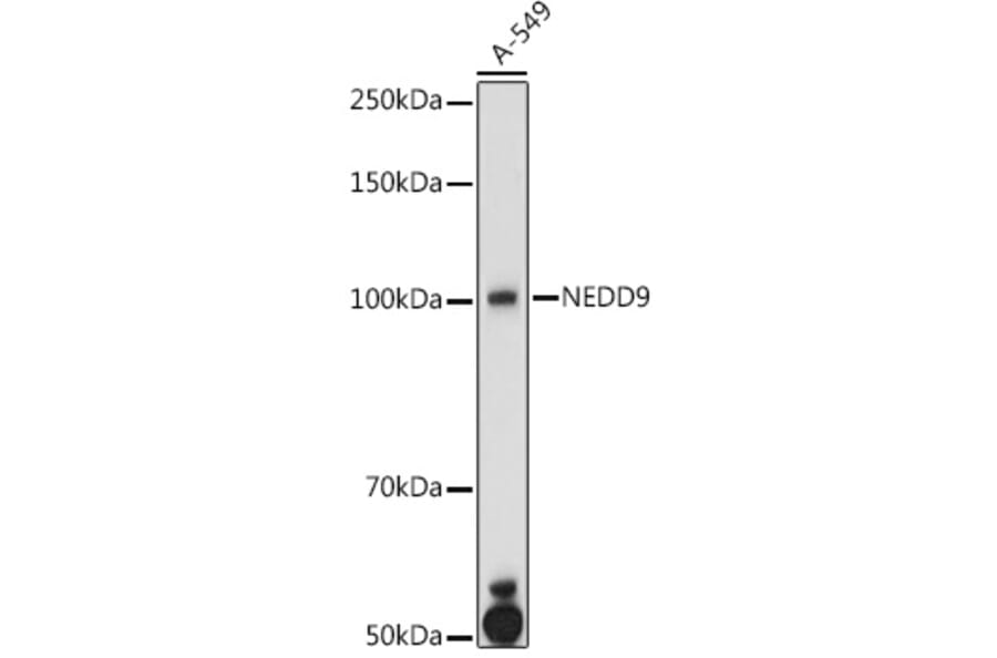 Western Blot - Anti-HEF1/NEDD-9 Antibody (A14030) - Antibodies.com