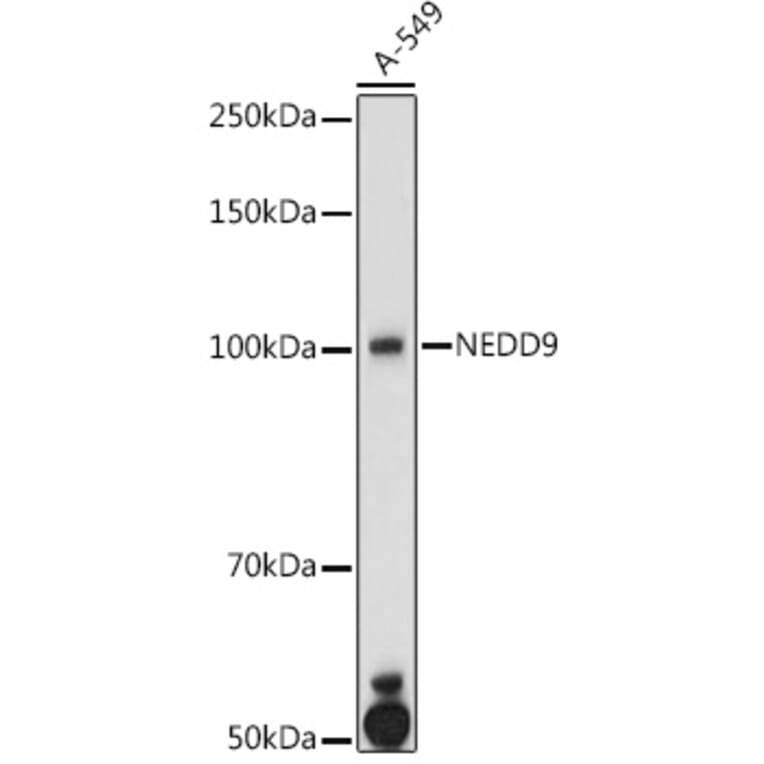 Western Blot - Anti-HEF1/NEDD-9 Antibody (A14030) - Antibodies.com
