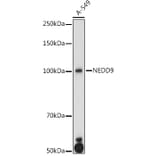 Western Blot - Anti-HEF1/NEDD-9 Antibody (A14030) - Antibodies.com