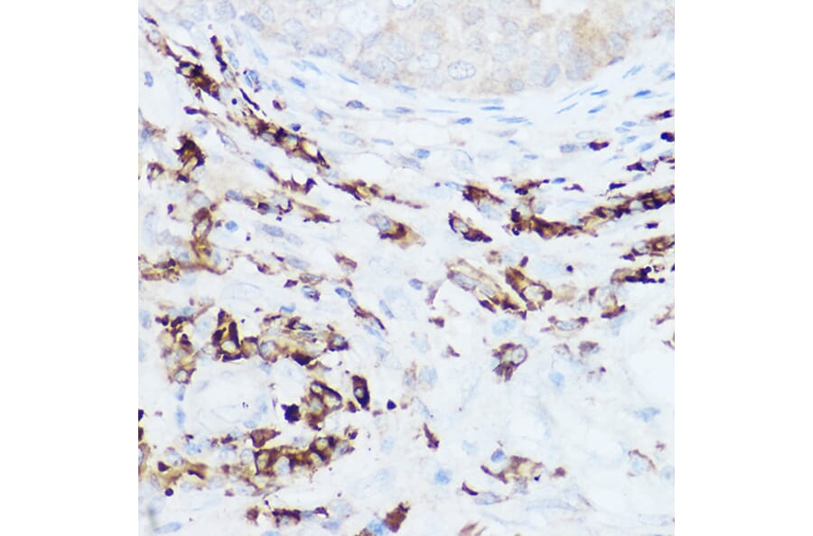 Immunohistochemistry - Anti-HEF1/NEDD-9 Antibody (A14030) - Antibodies.com